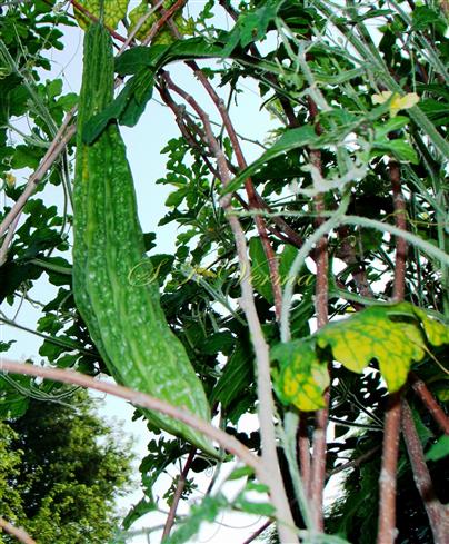  Fruit
